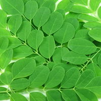 Moringa